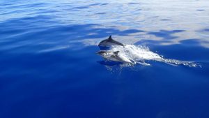 dolphins swimming