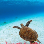 Diving Sea Turtles