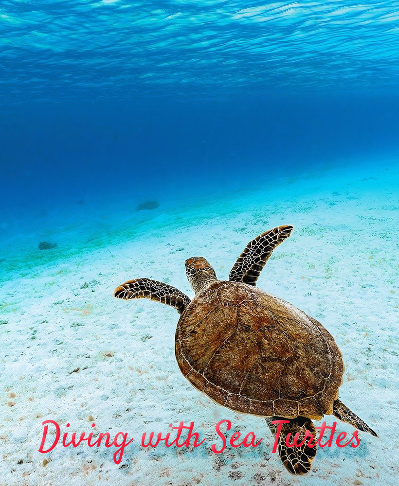 Diving Sea Turtles